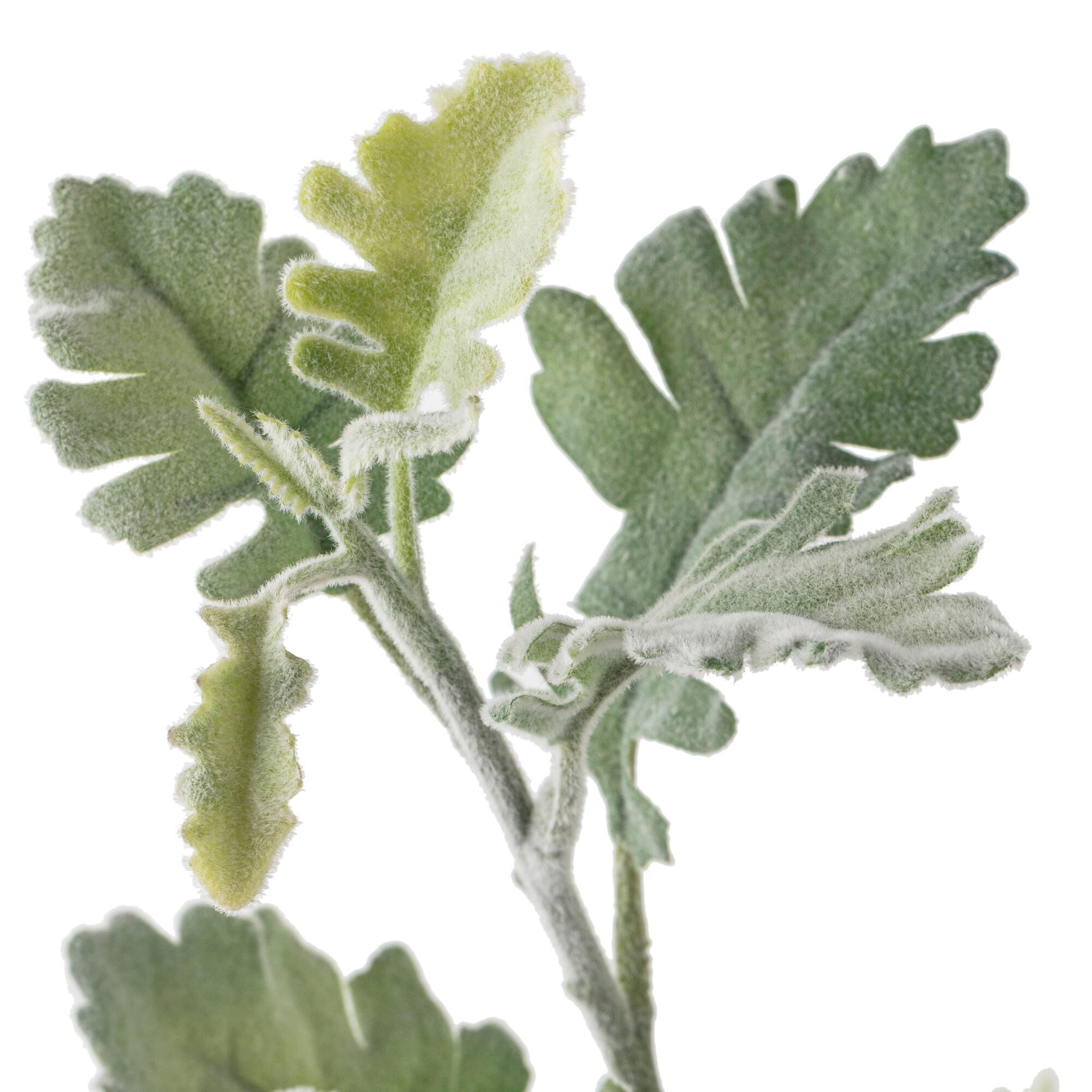 Frosted Dusty Miller Spray Stem by Ashland®